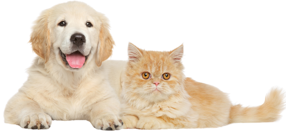 kitten sitting next to happy brown and white dog on transparent background